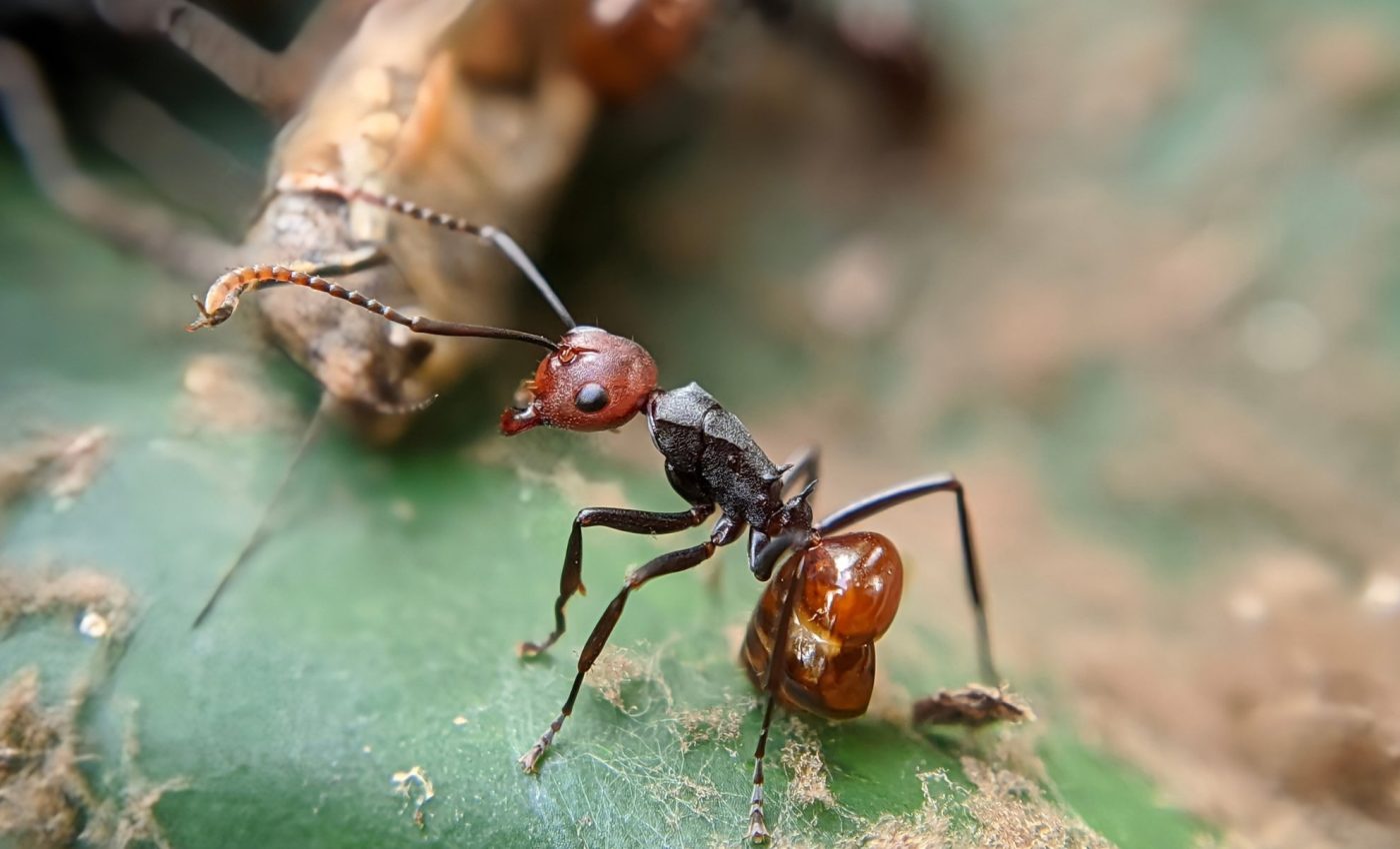 Evolutionary déjà vu: The symbiotic relationships of trees and ants