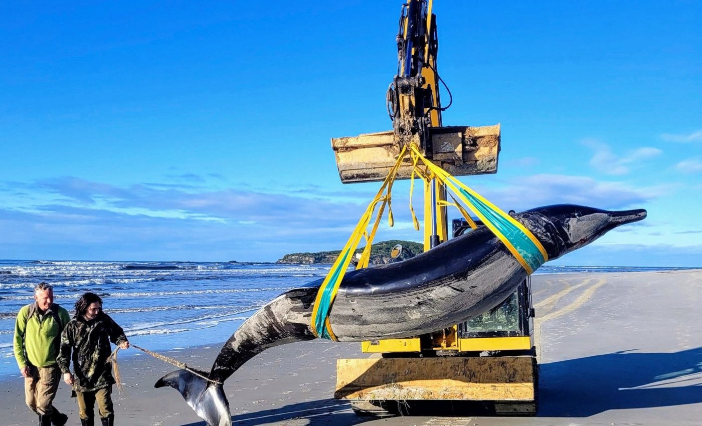 World's rarest whale found on New Zealand beach