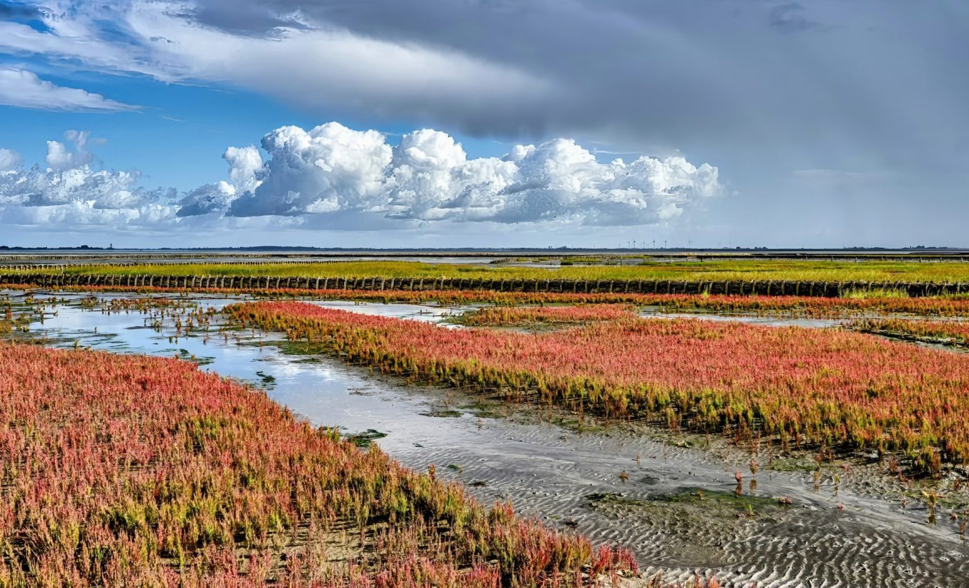 Salty plants can teach us how to grow crops with seawater