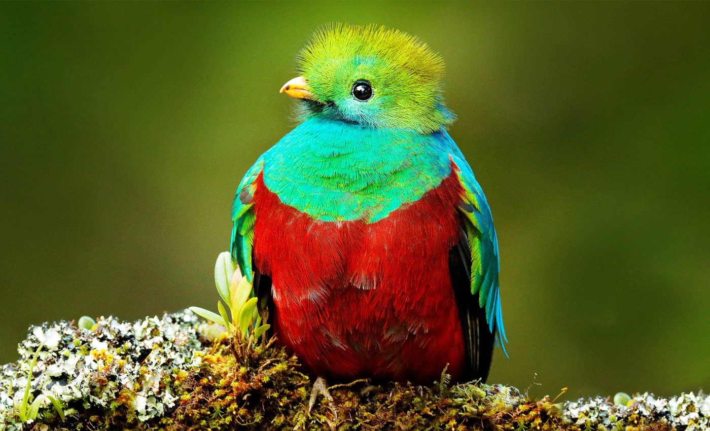 How and why tropical birds are so strikingly colorful and iridescent