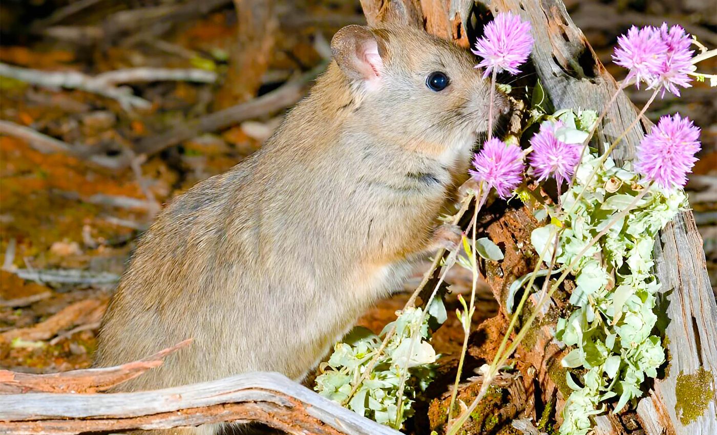 Endangered rat strangely uses invasive weed for food and shelter