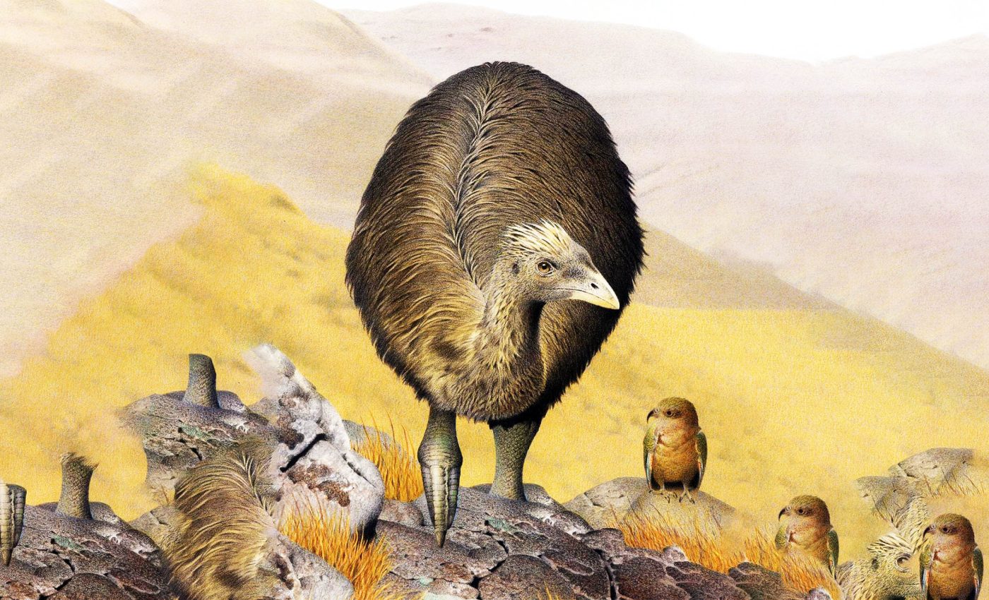 Endangered birds are moving to area where giant moa went extinct
