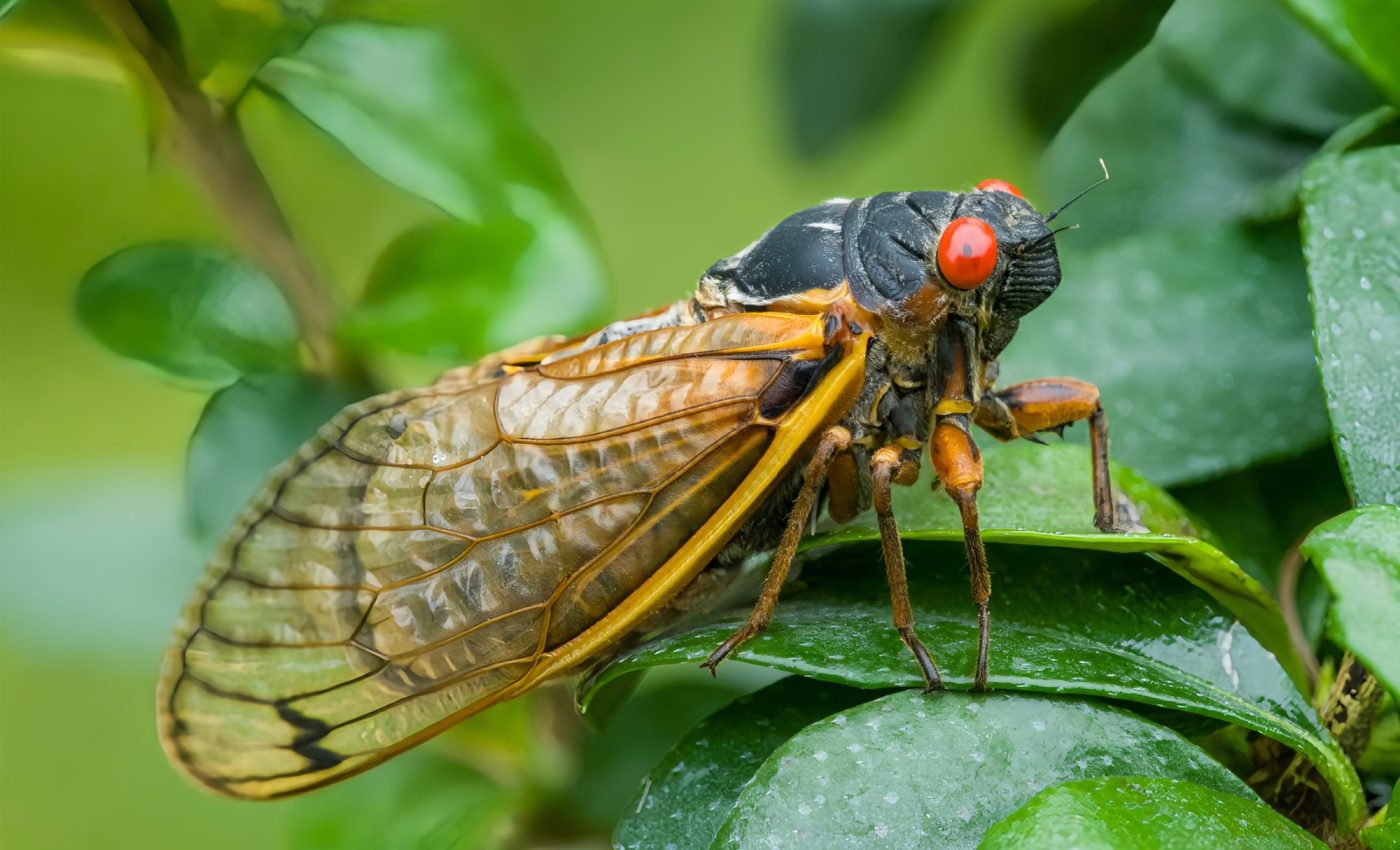 Cicada wings inspire new antibacterial technologies