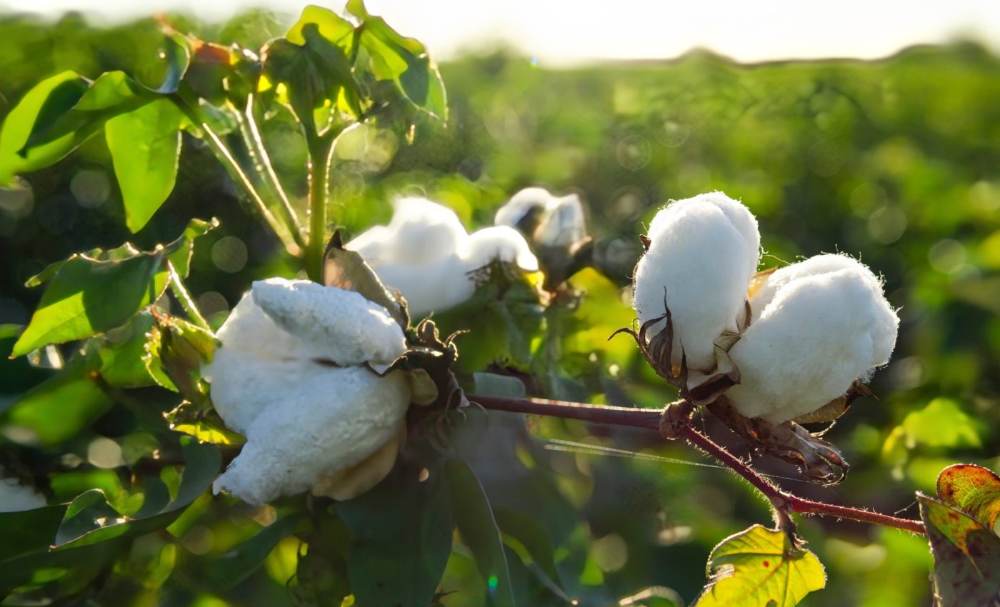 Genetic secrets of cotton will make it more climate resilient