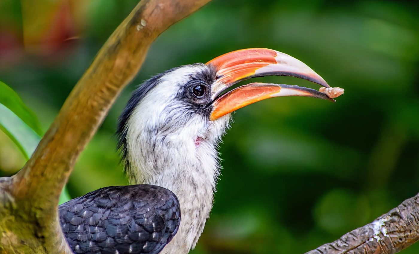 How a mass extinction triggered bird evolution