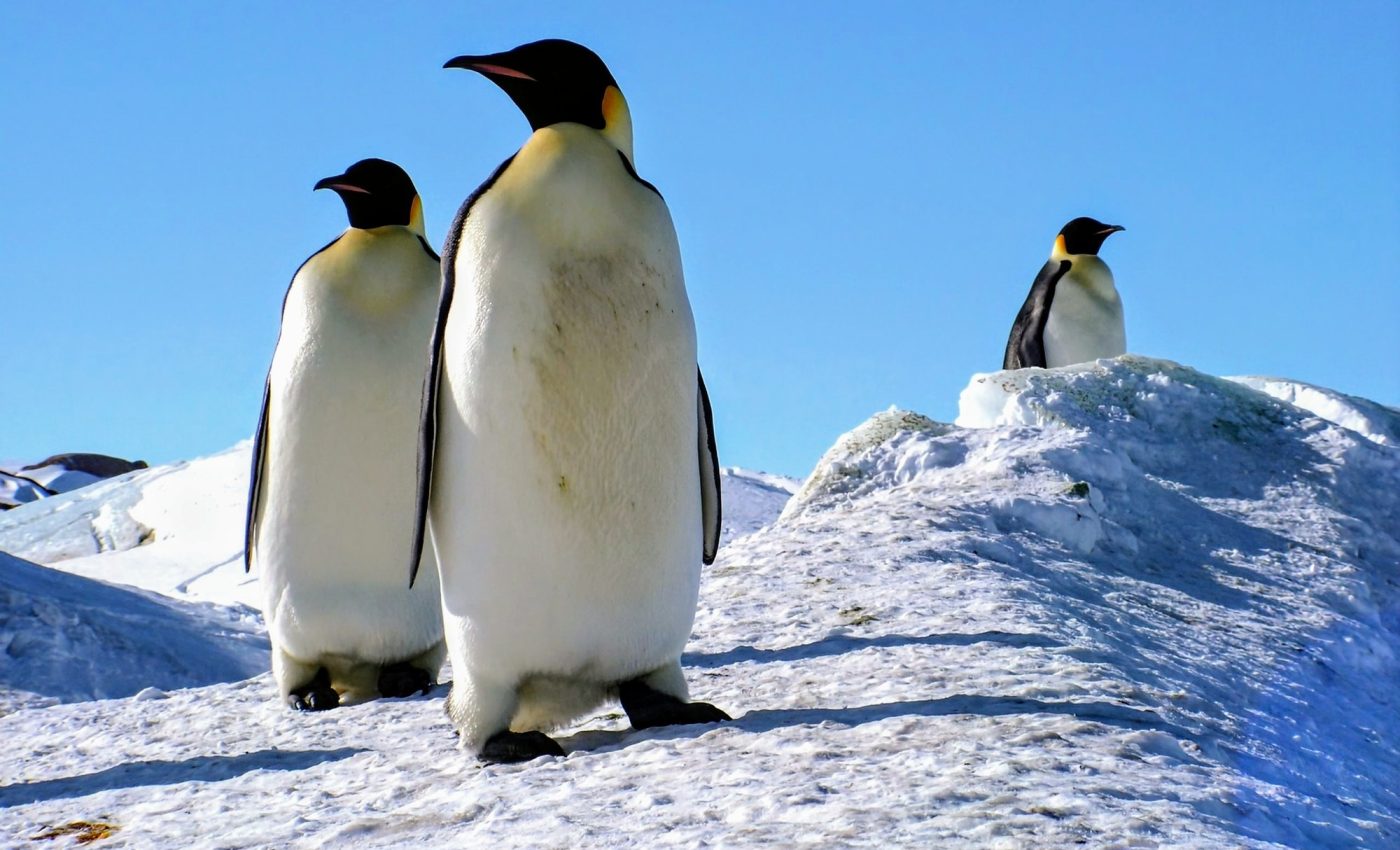 Antarctica's land is lifting, and it may reduce sea level rise