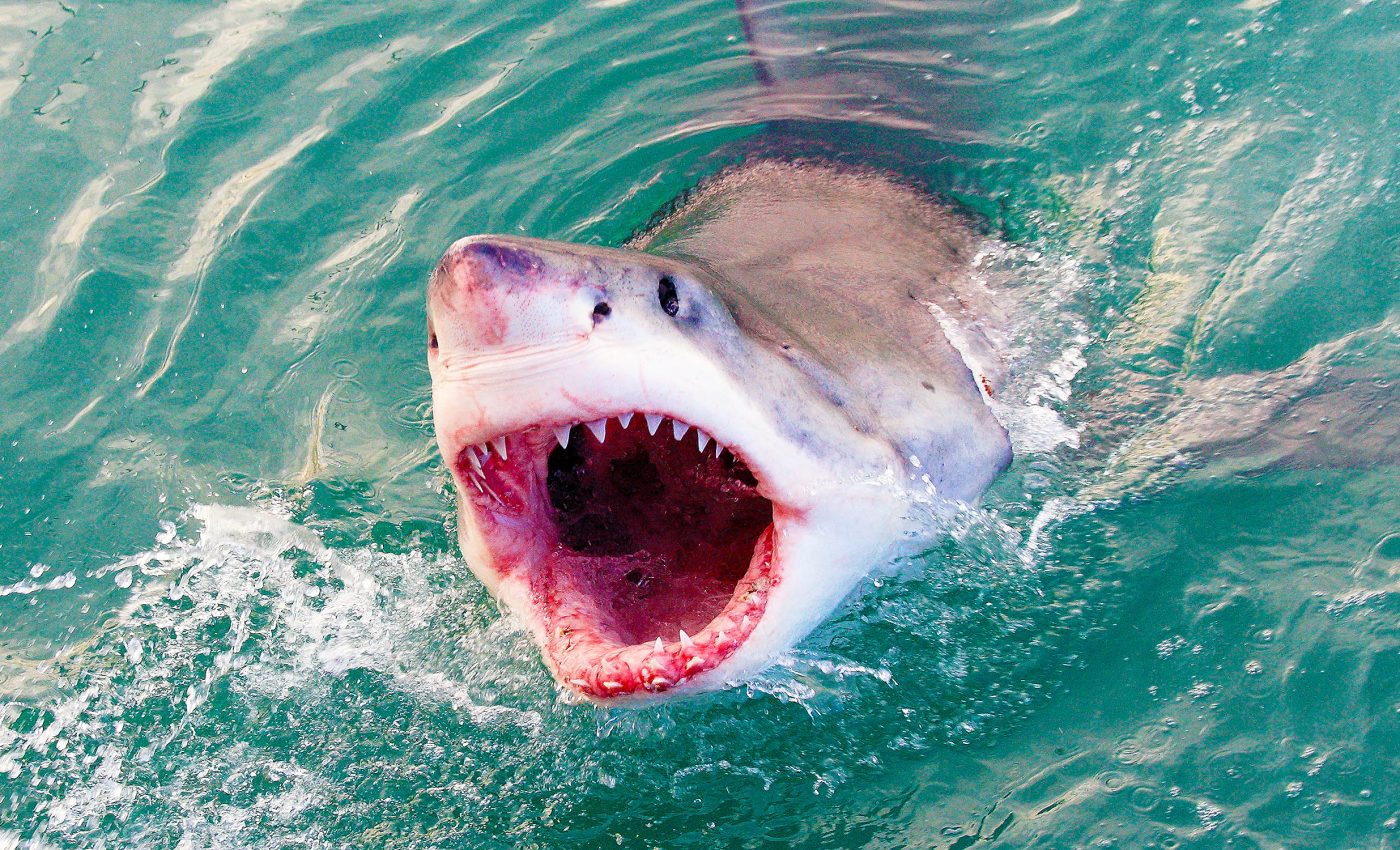 Great white sharks separated into three distinct groups that don't intermingle