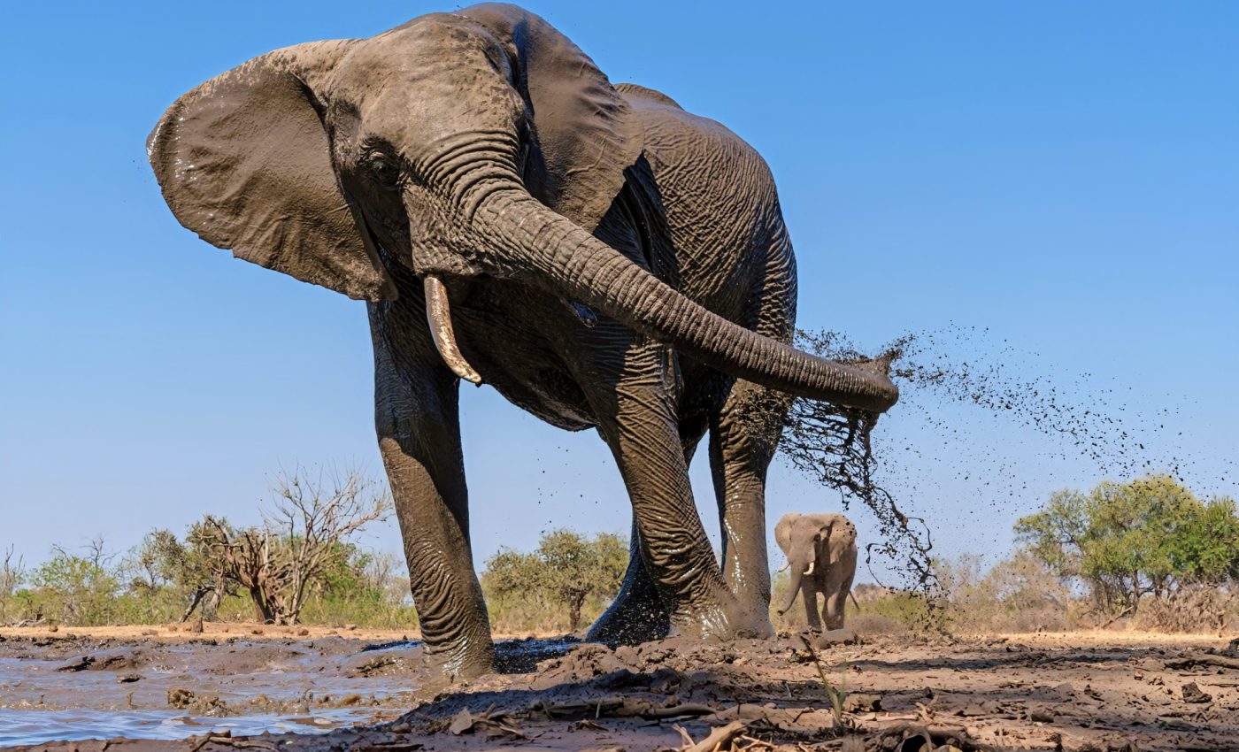 Elephant movement is influenced by habitat suitability