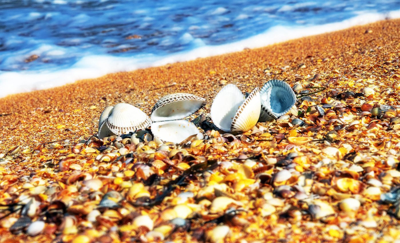 Mollusks had spiny armor and no shells 500 million years ago