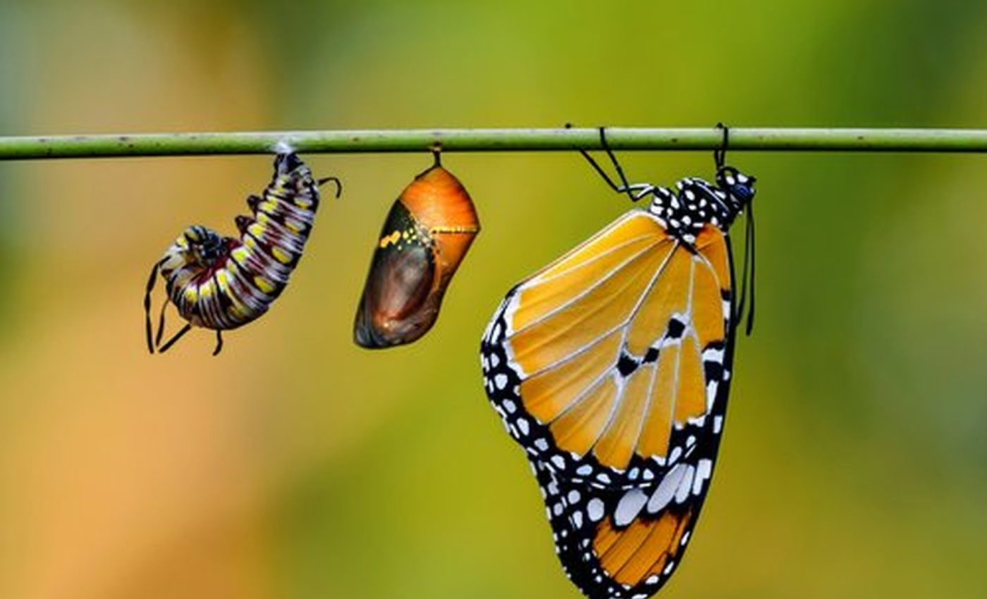 Butterflies create silk 'seatbelts' to strap in for metamorphosis
