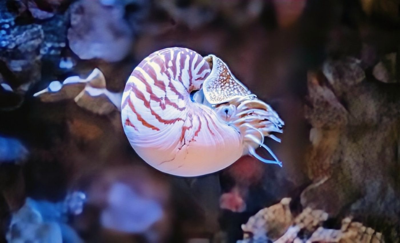 1.8 million species are yet to be identified in the ocean