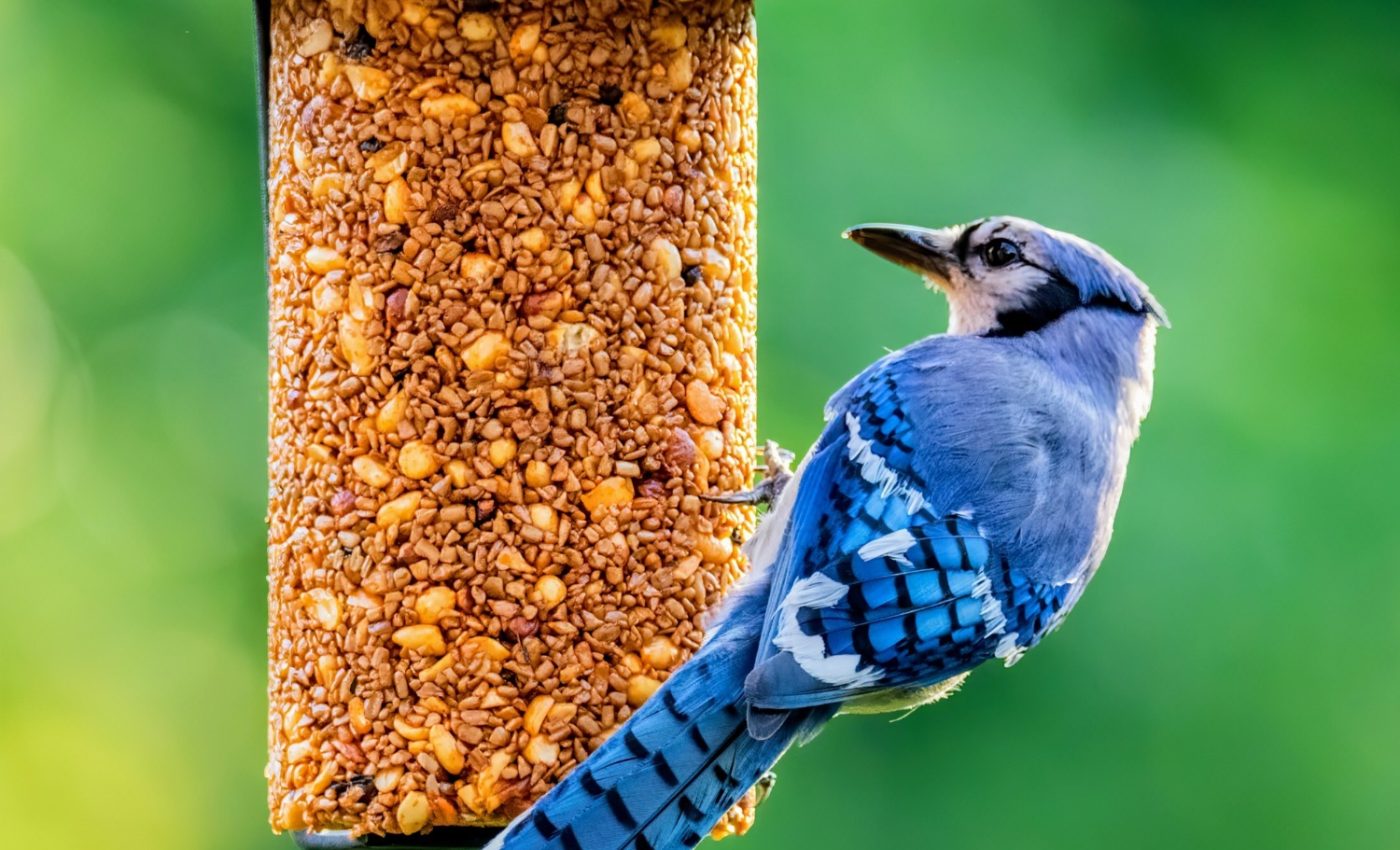 Bird feeding pollutes local ecosystems