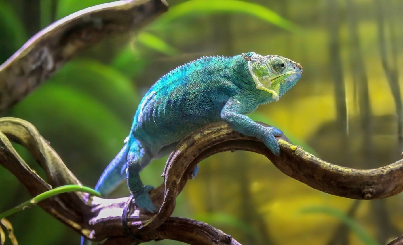 World Lizard Day 2024: Celebrating our scaly companions