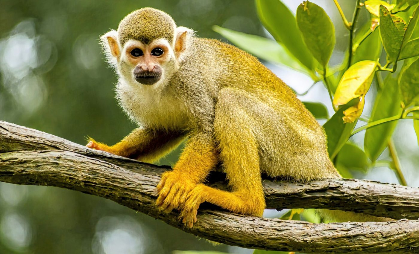 Tree mortality is pushing the Amazon to a tipping point