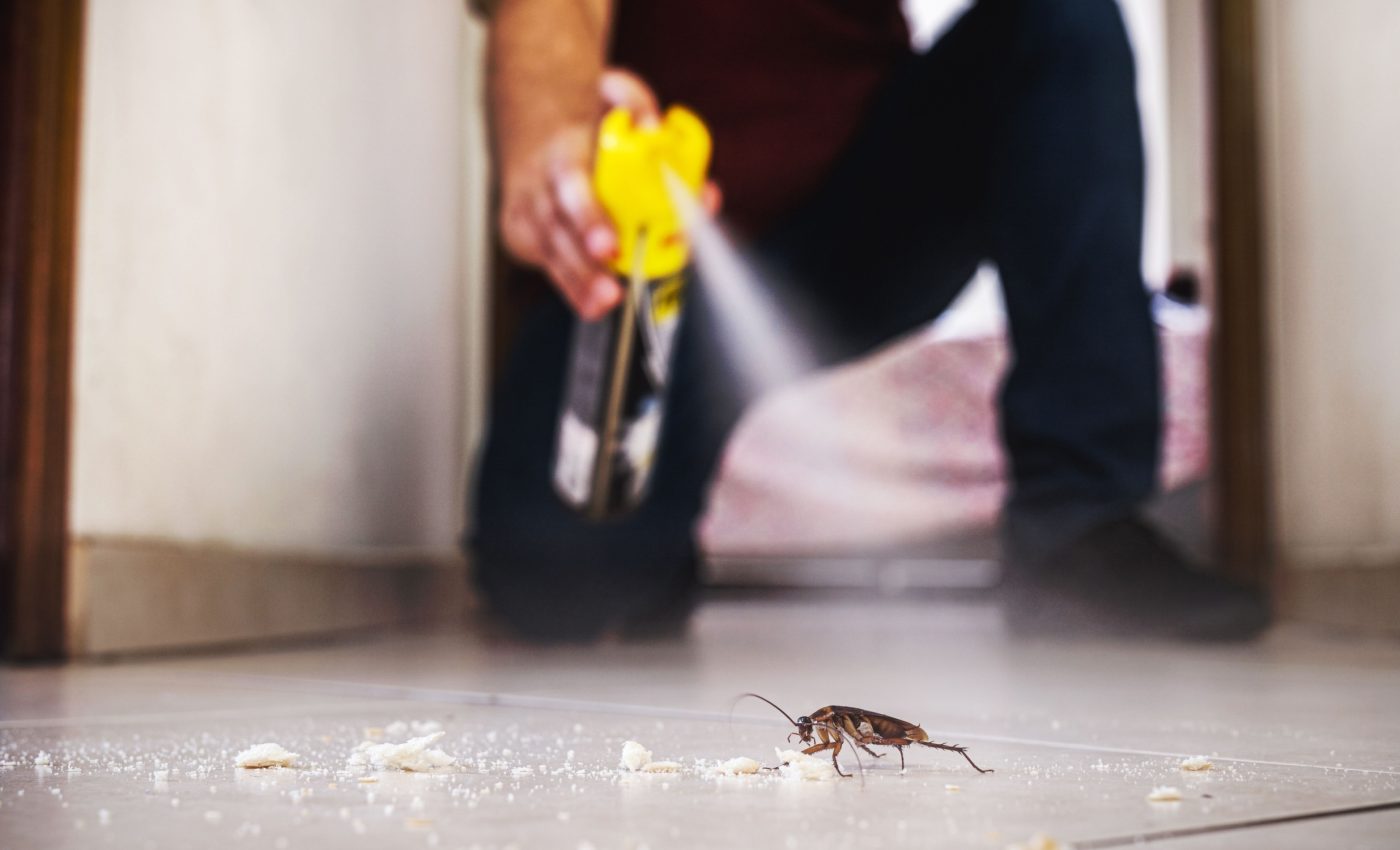 Cockroaches have evolved and developed resistance to common insect sprays