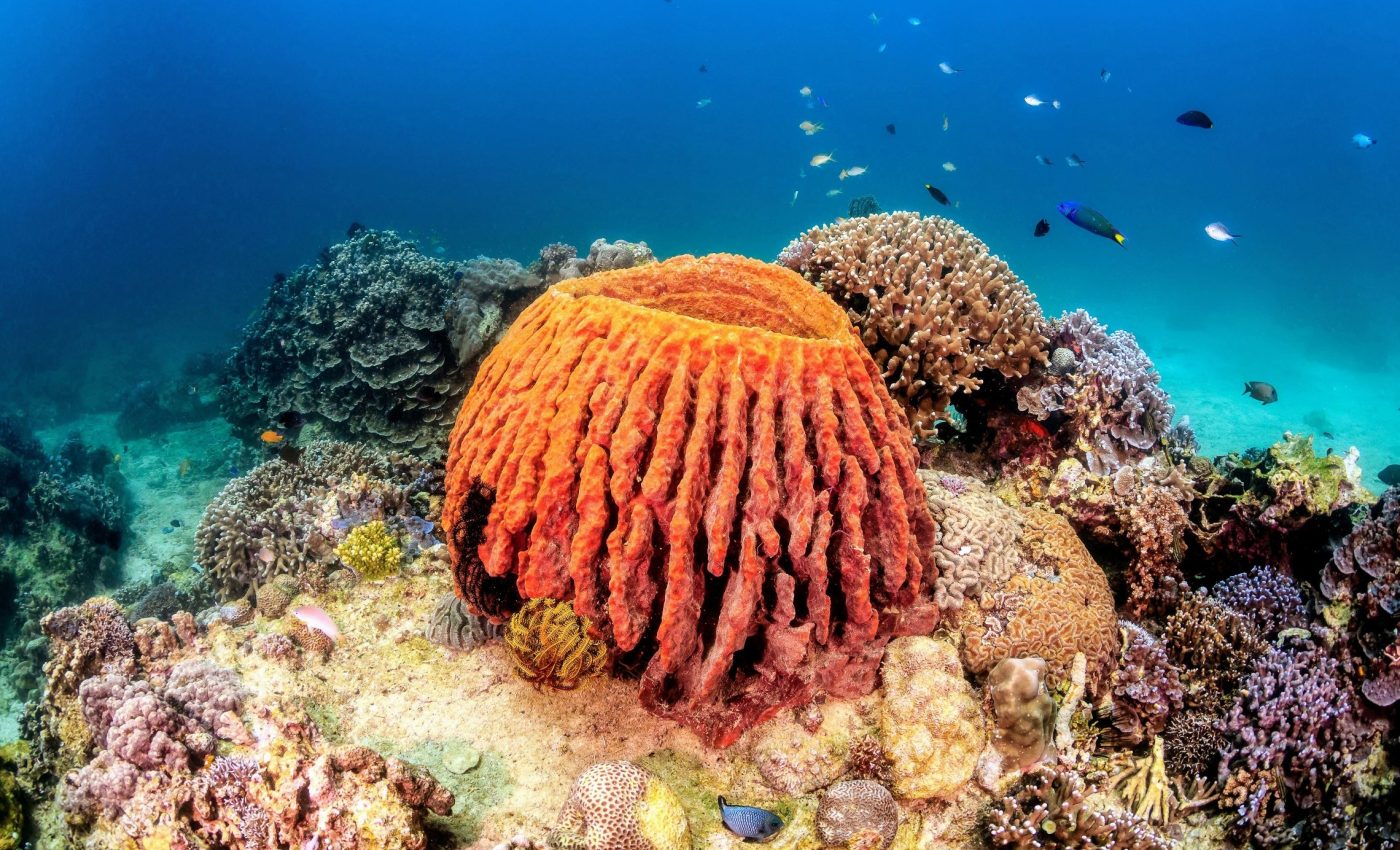 Sponges accumulate toxic metals as a survival strategy