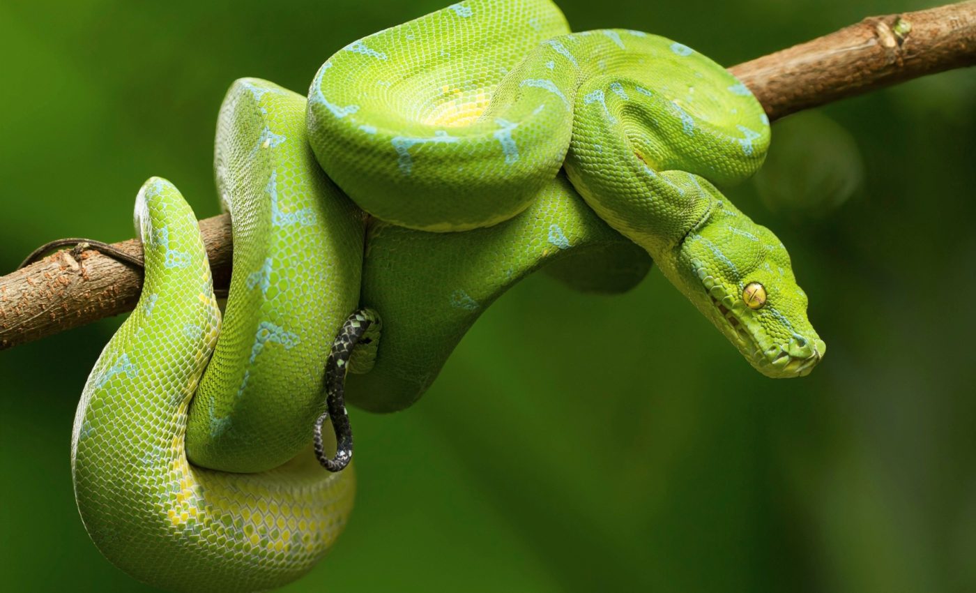 Pythons can make their heart stronger, and we need to know how
