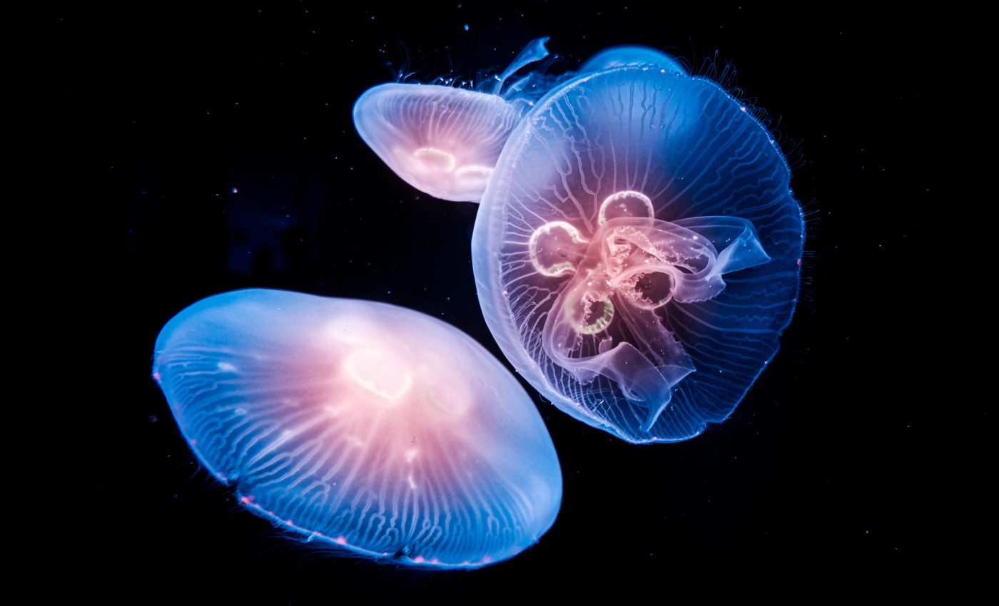 Ocean's twilight zone stabilizes the marine food chain