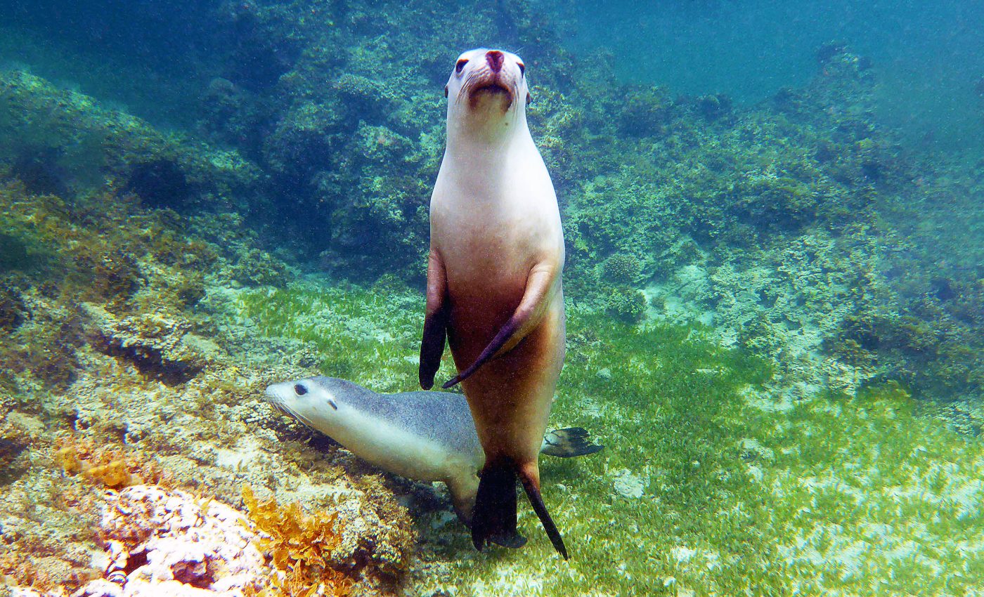 Sea lions are helping scientists map the ocean floor and doing a great job