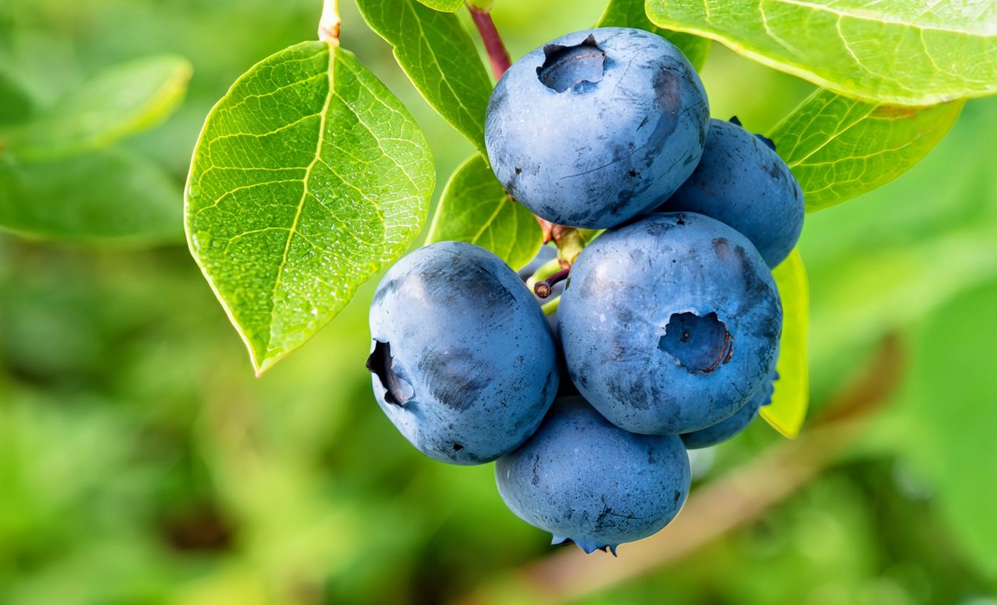 Crops worldwide are insufficiently pollinated