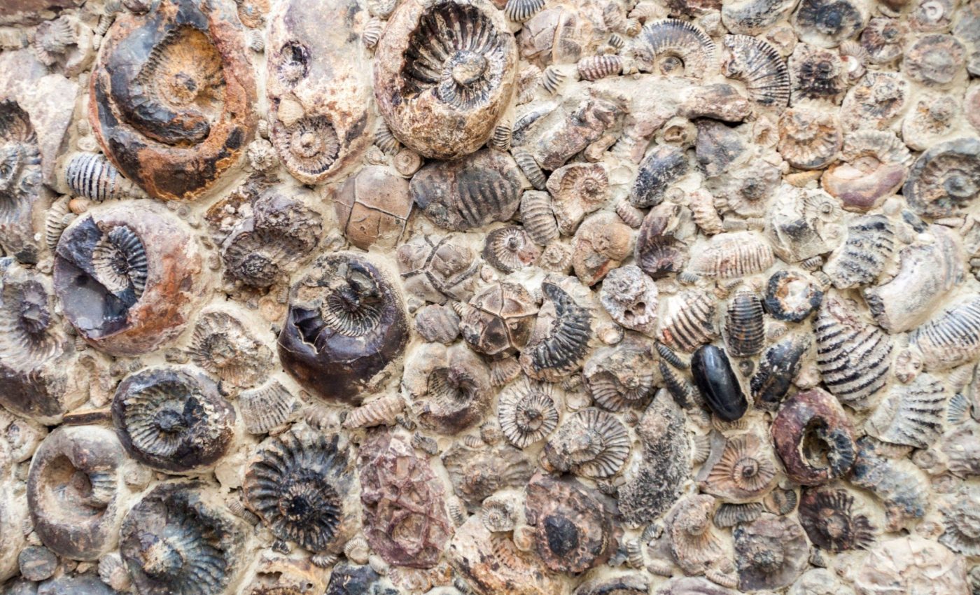 Fossilized shells can help predict the impacts of climate change