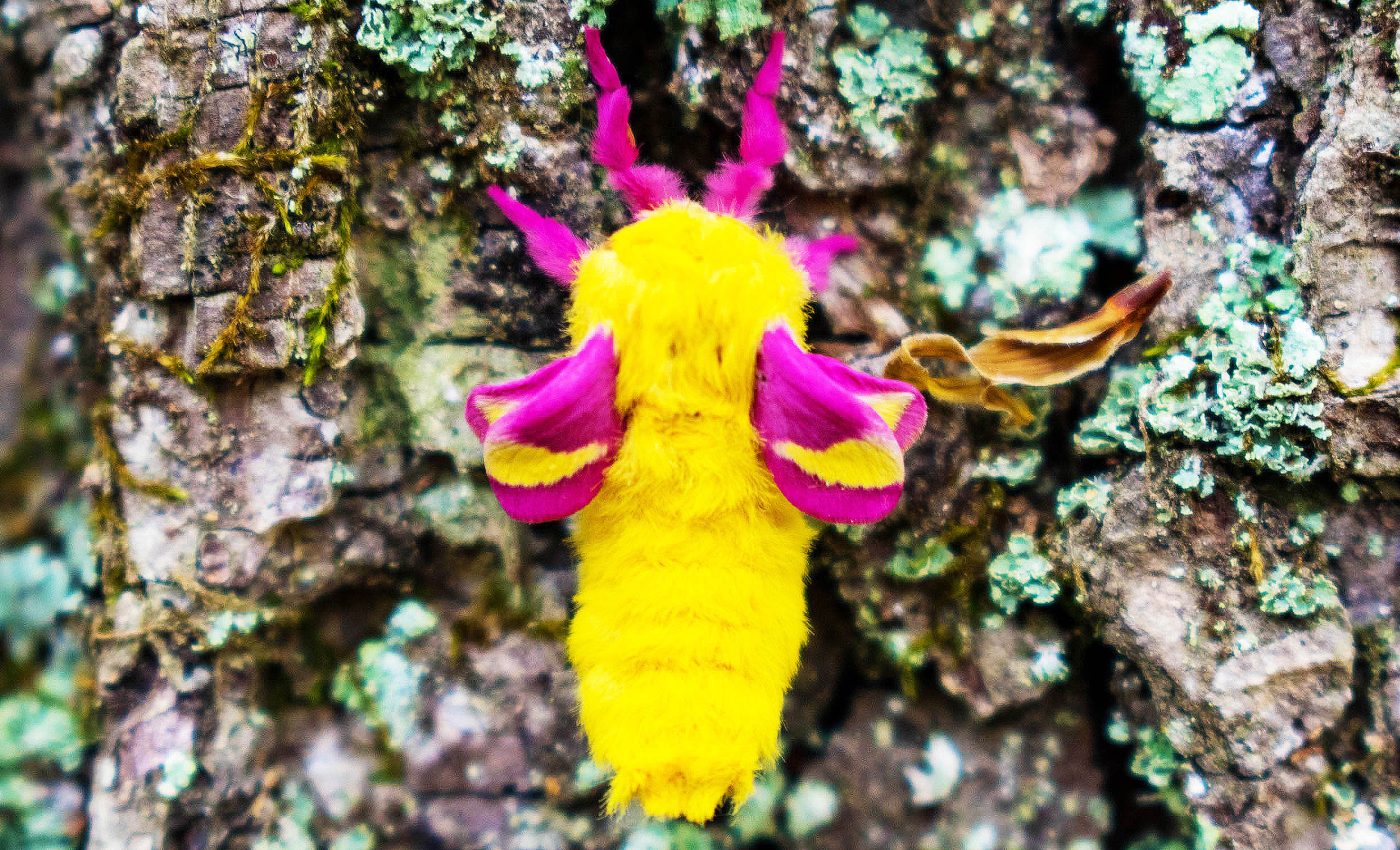 'Disco gene' may keep some moths much more active at night