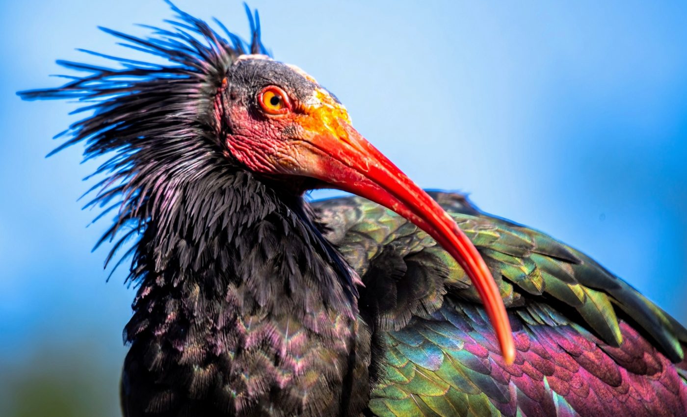 Human ‘foster parents’ guide an extinct bird back to life