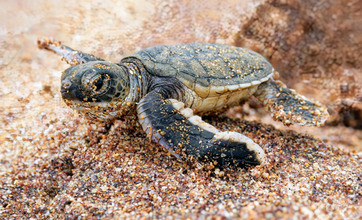 Rainfall impacts the size of sea turtle hatchlings
