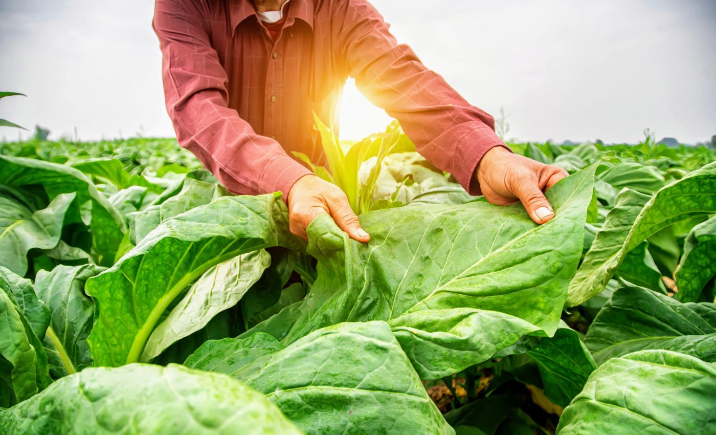 How do plants respond to specific stress situations?