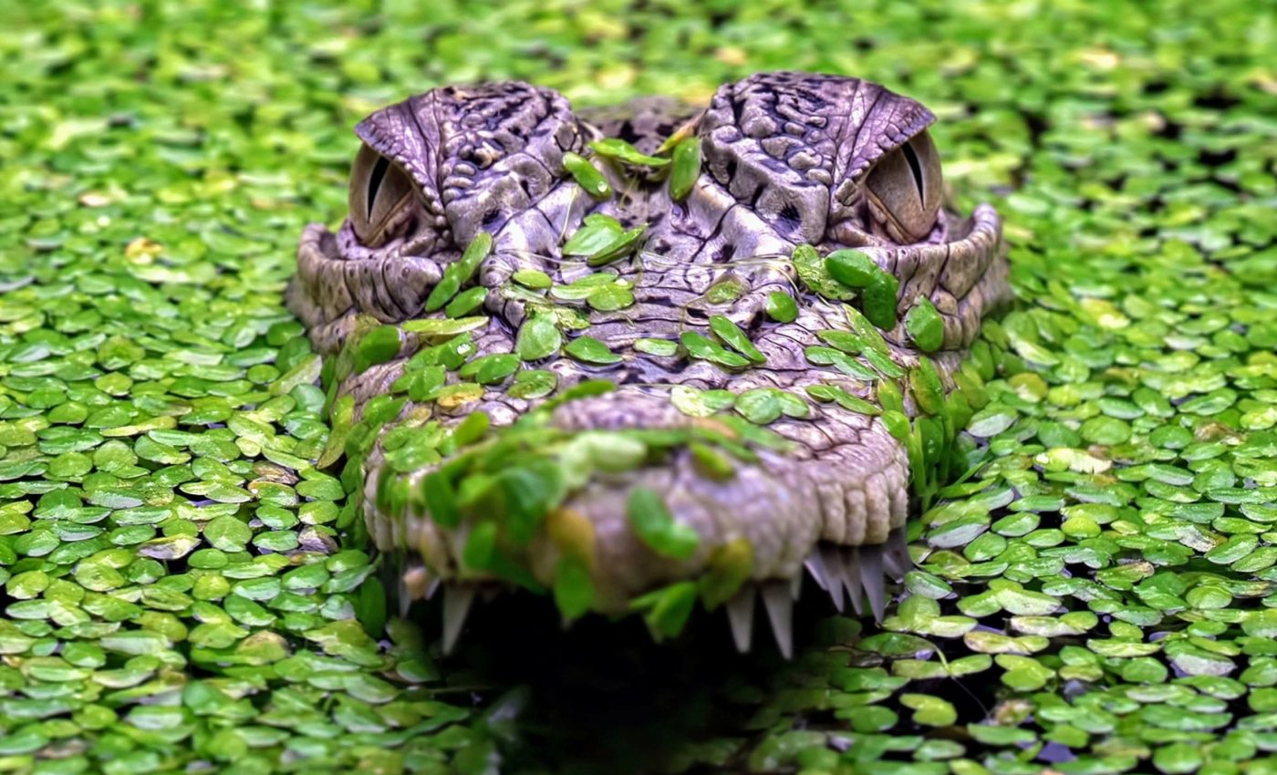 Culling is not effective in preventing crocodile attacks