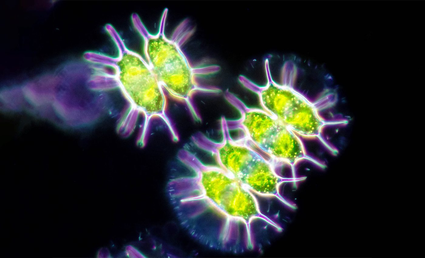Arctic microalgae show photosynthesis is possible in near darkness