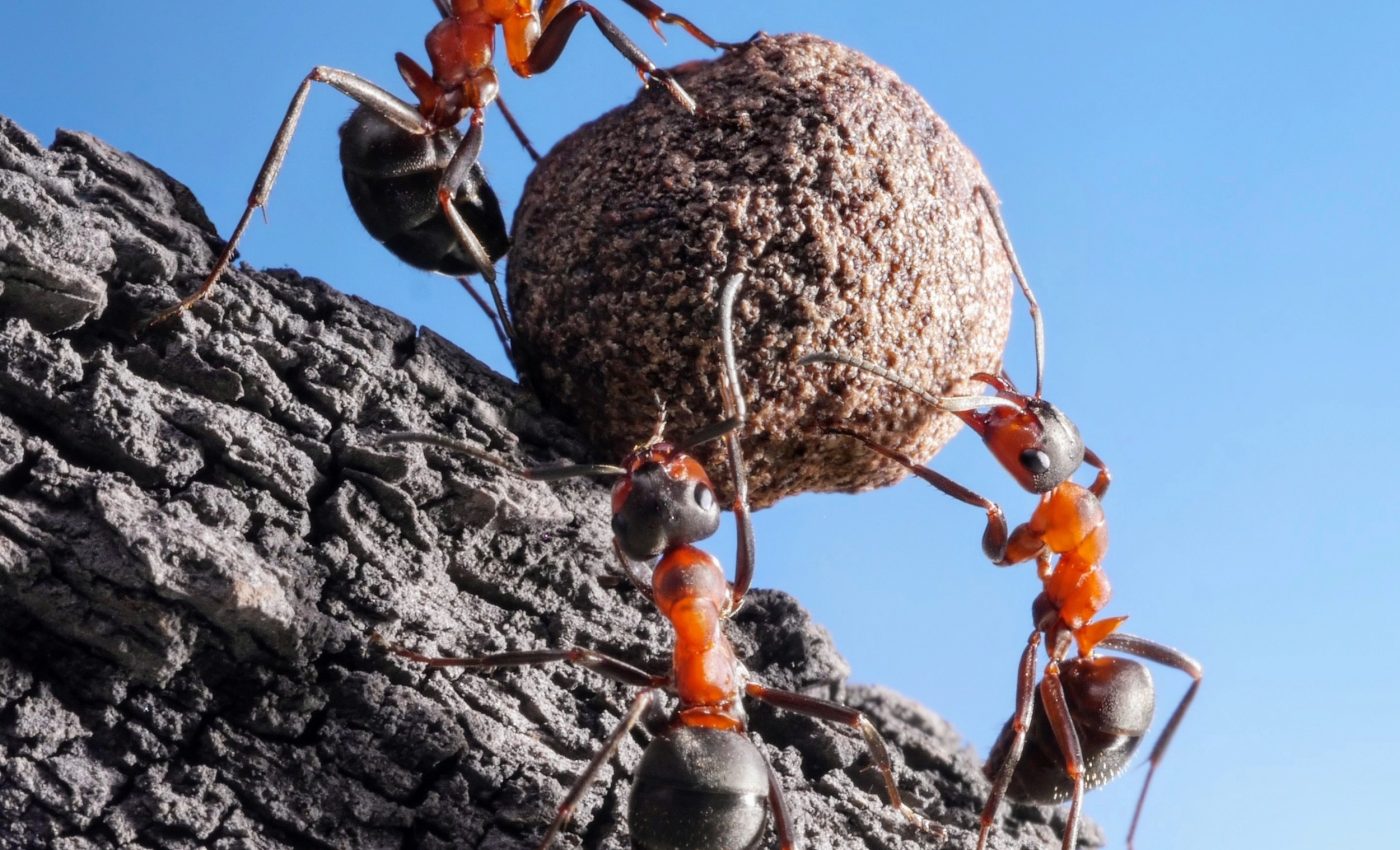 Larger ant colonies drove the evolution of worker castes