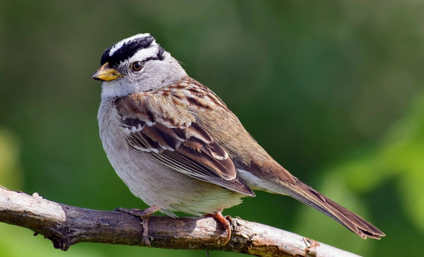 Survival of the smartest: Chickadees with better memory live longer