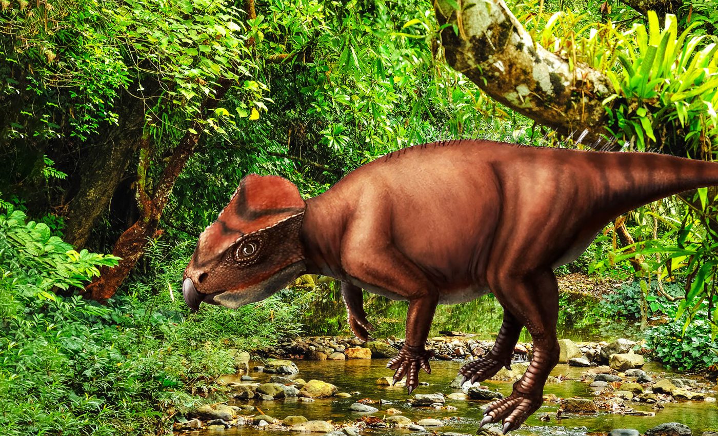 Tiny triceratops relative shakes up dinosaur migration theories