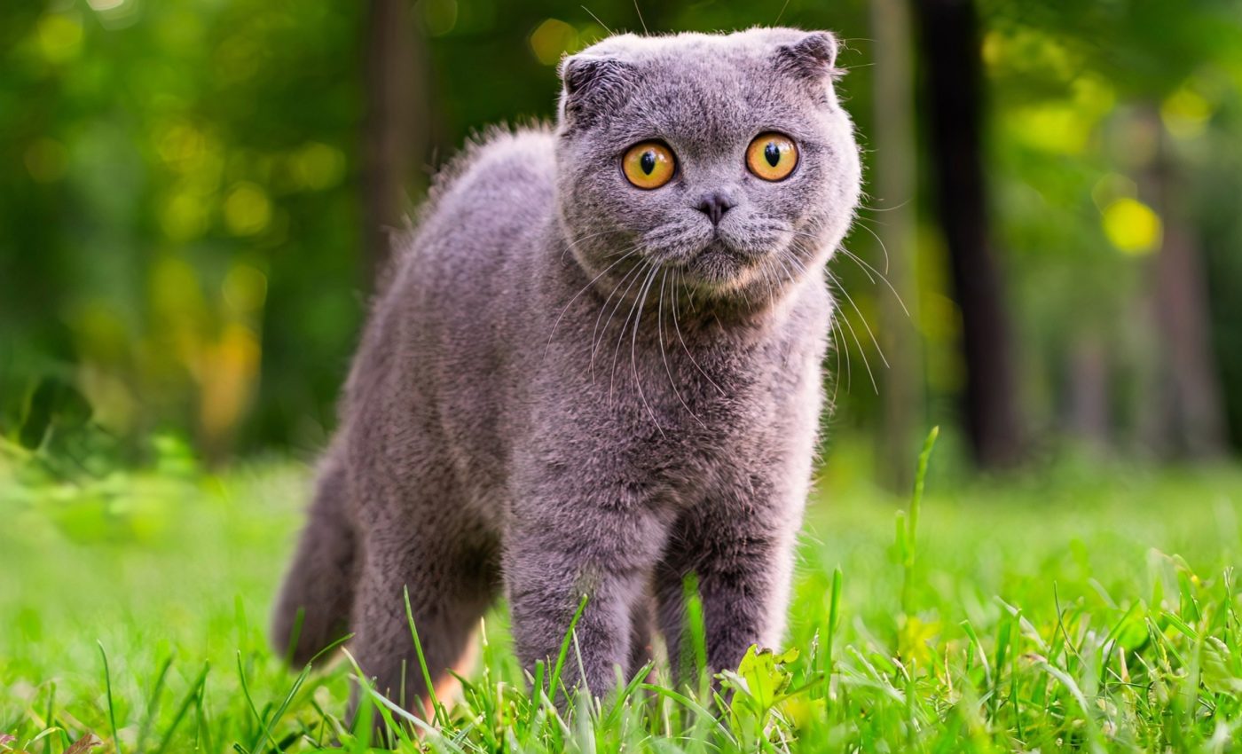Feline coronavirus is passed between domestic and wild cats