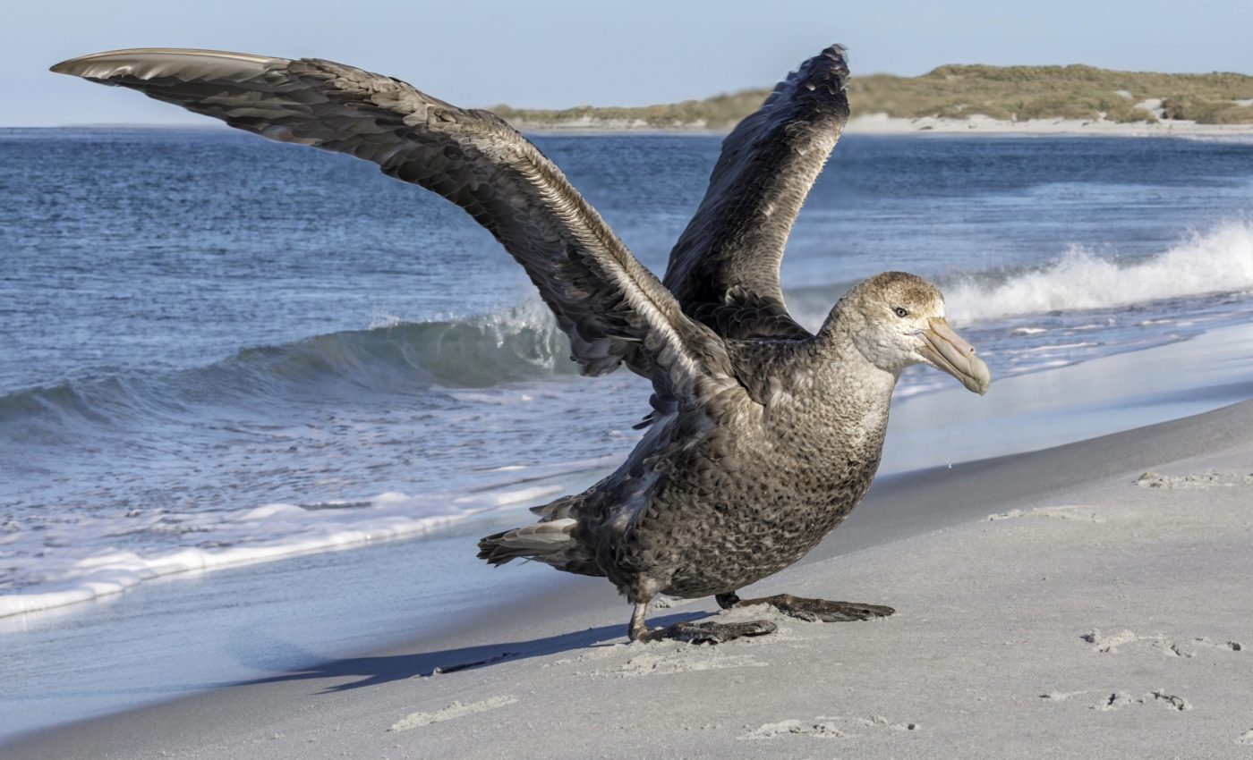 Shrinking sea ice makes it harder for seabirds to find food