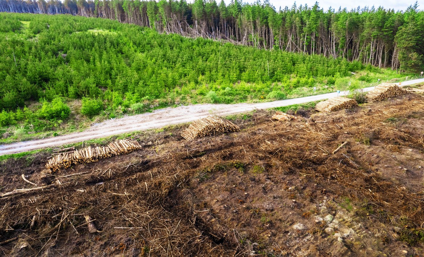 Trees in forests recovering from logging release much more carbon dioxide