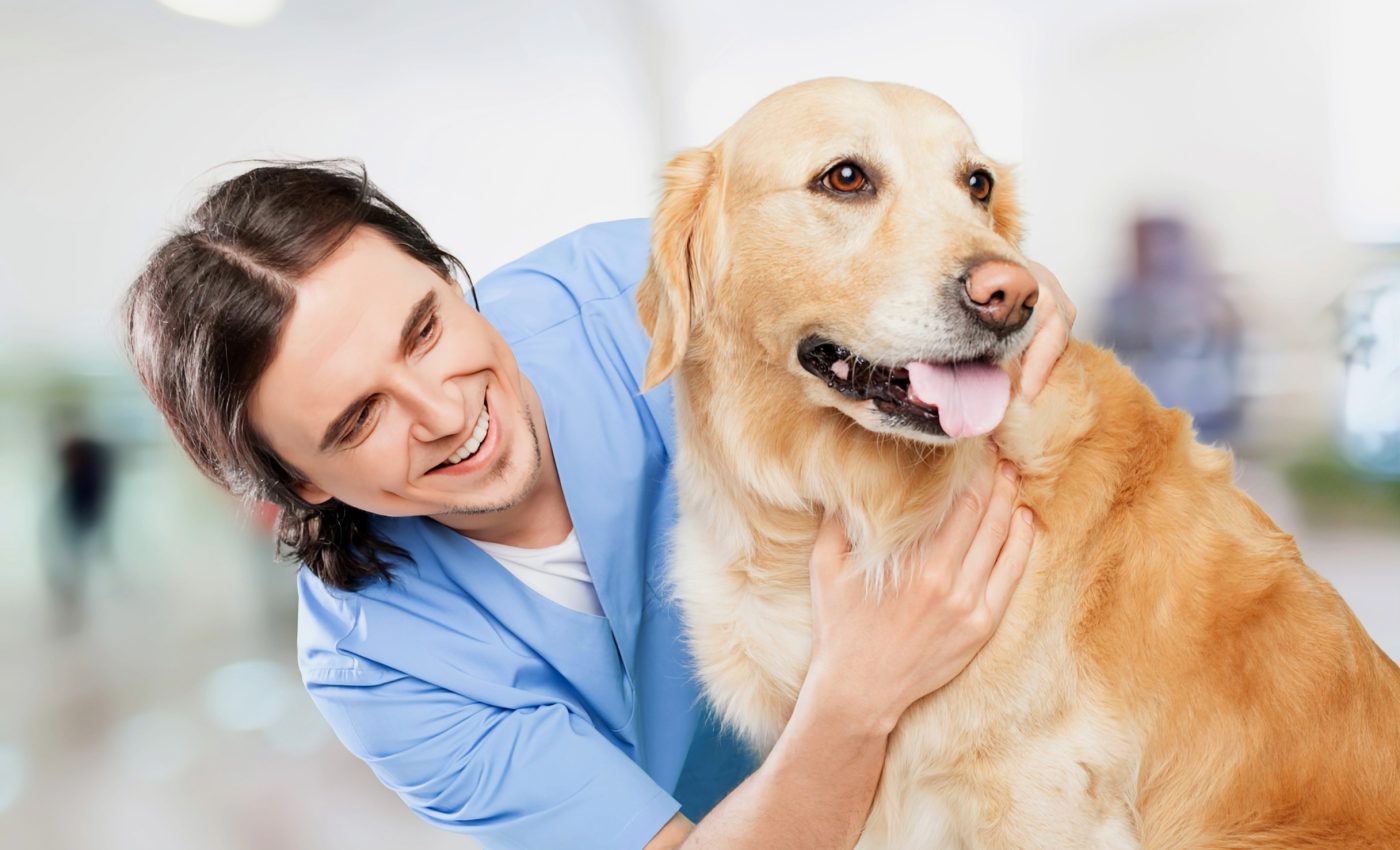 Therapy dogs reduce emotional exhaustion and work burnout