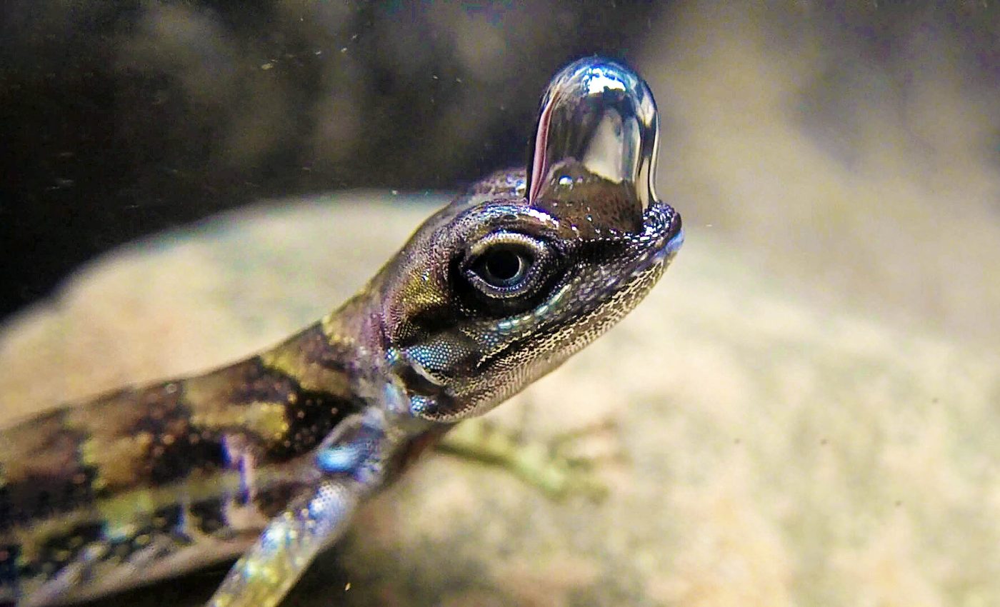 Some lizards 'scuba dive' by using air bubbles to breathe underwater
