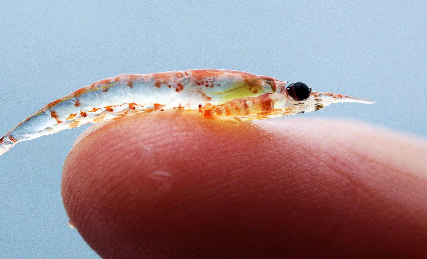 Tiny Antarctic krill store enormous amounts of carbon