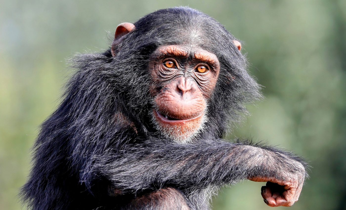 Apes use gestures similar to human body language