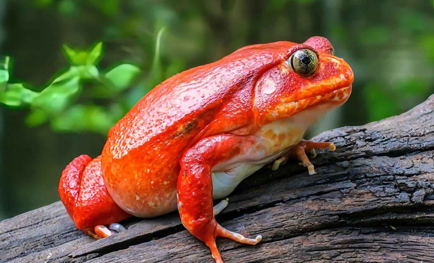 Some frogs secrete ‘glue’ to stop predators in their tracks