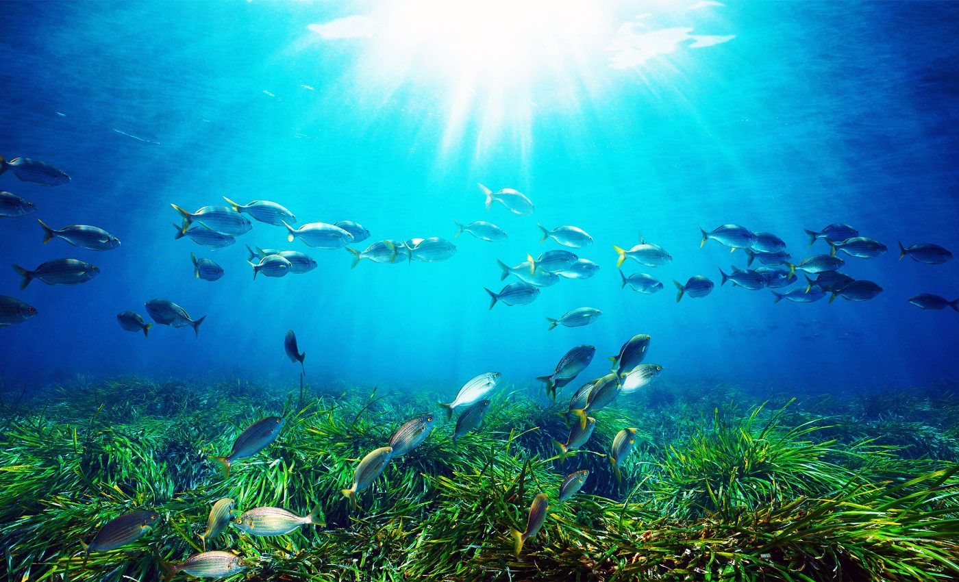 Light at night permanently changes fish behavior and harms offspring