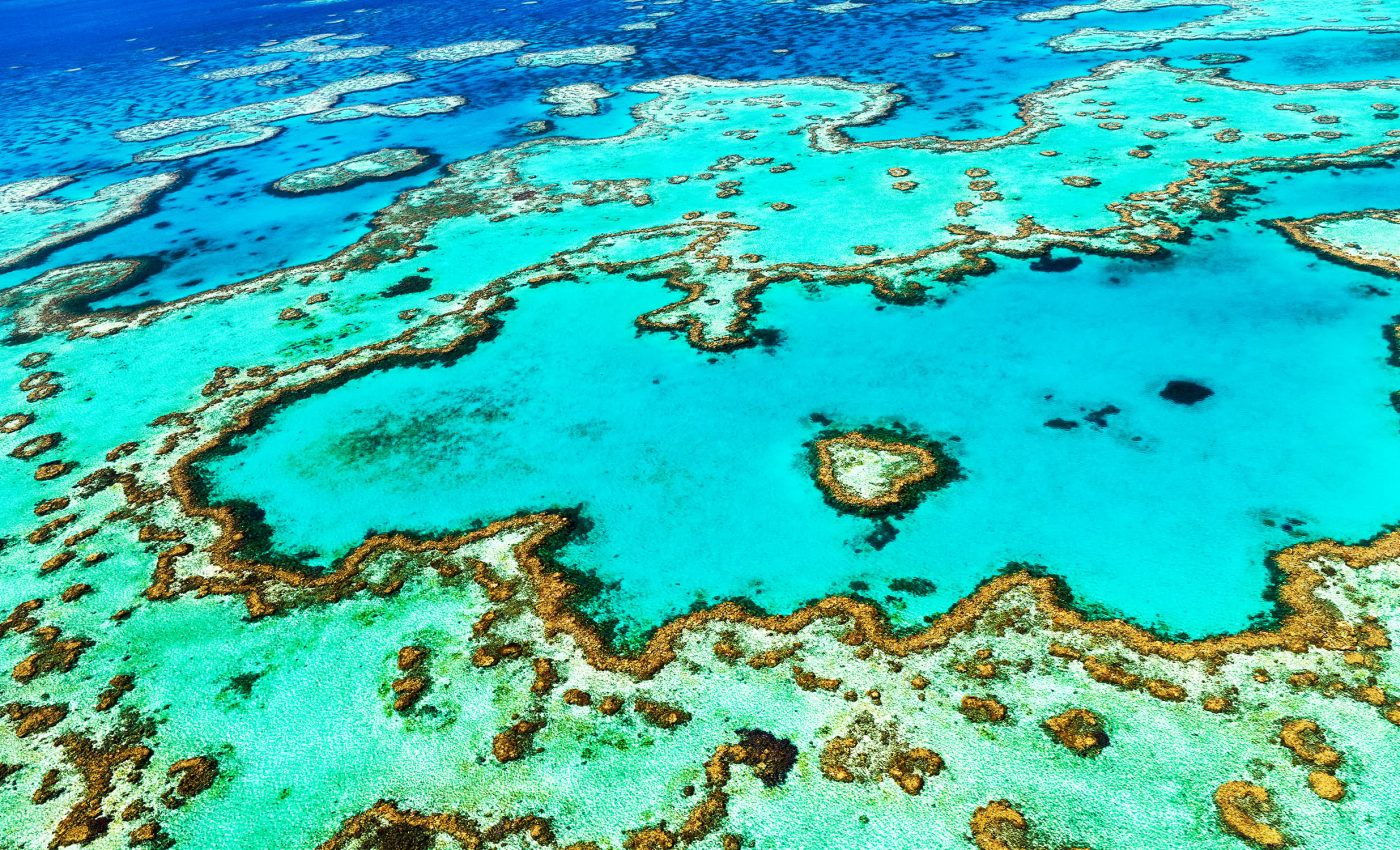 Some corals can survive high ocean heat, which could save reefs