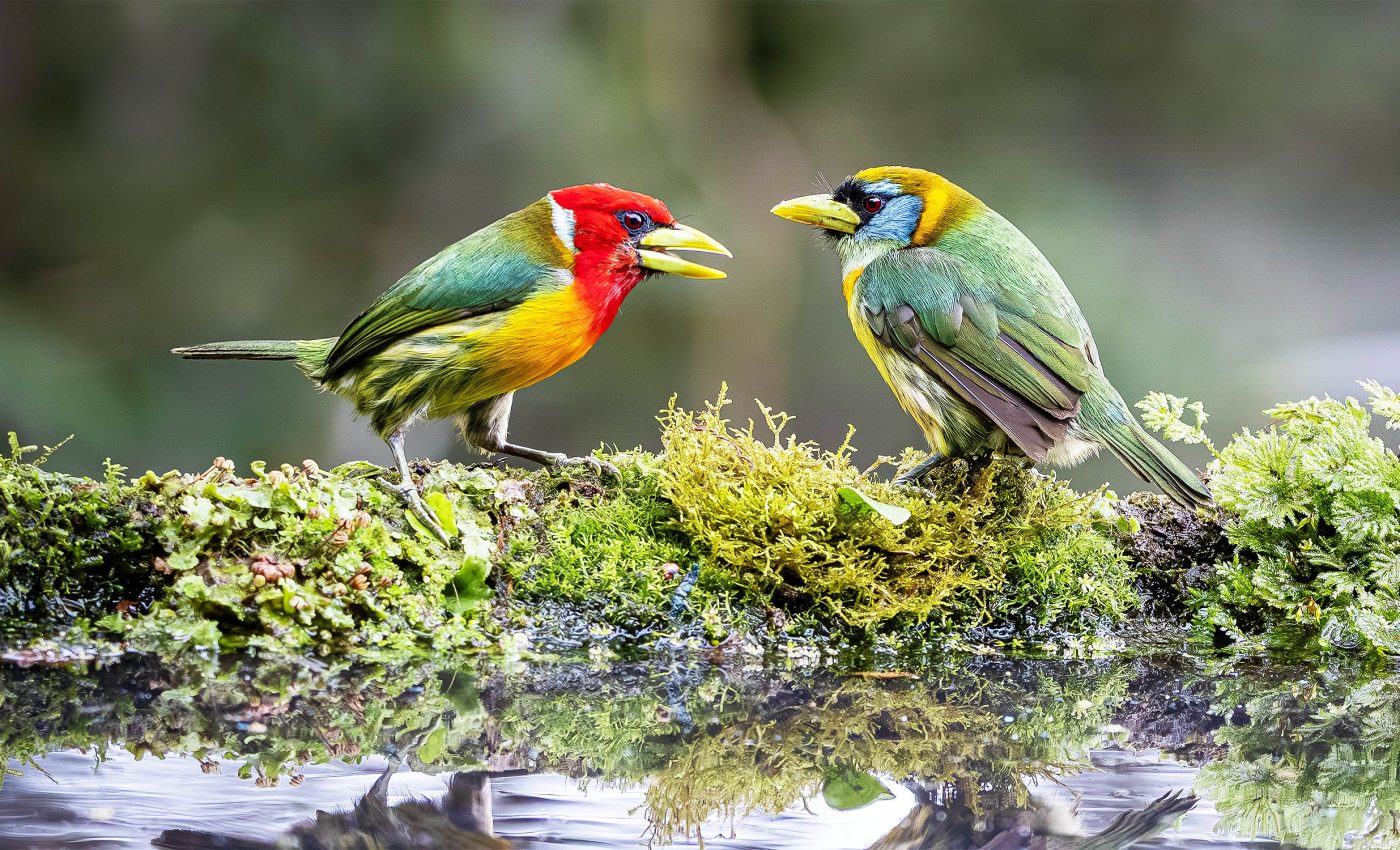 Ants are forcing some bird species to relocate to higher elevations