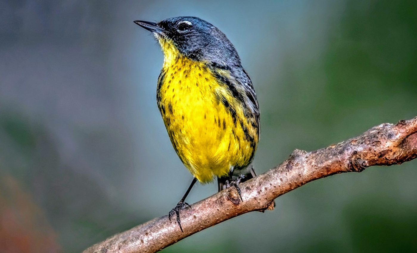 Birds struggle to survive spring migration after bad winters
