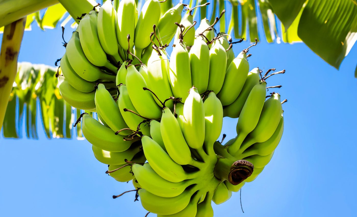 Disease-resistant banana may change the future of farming
