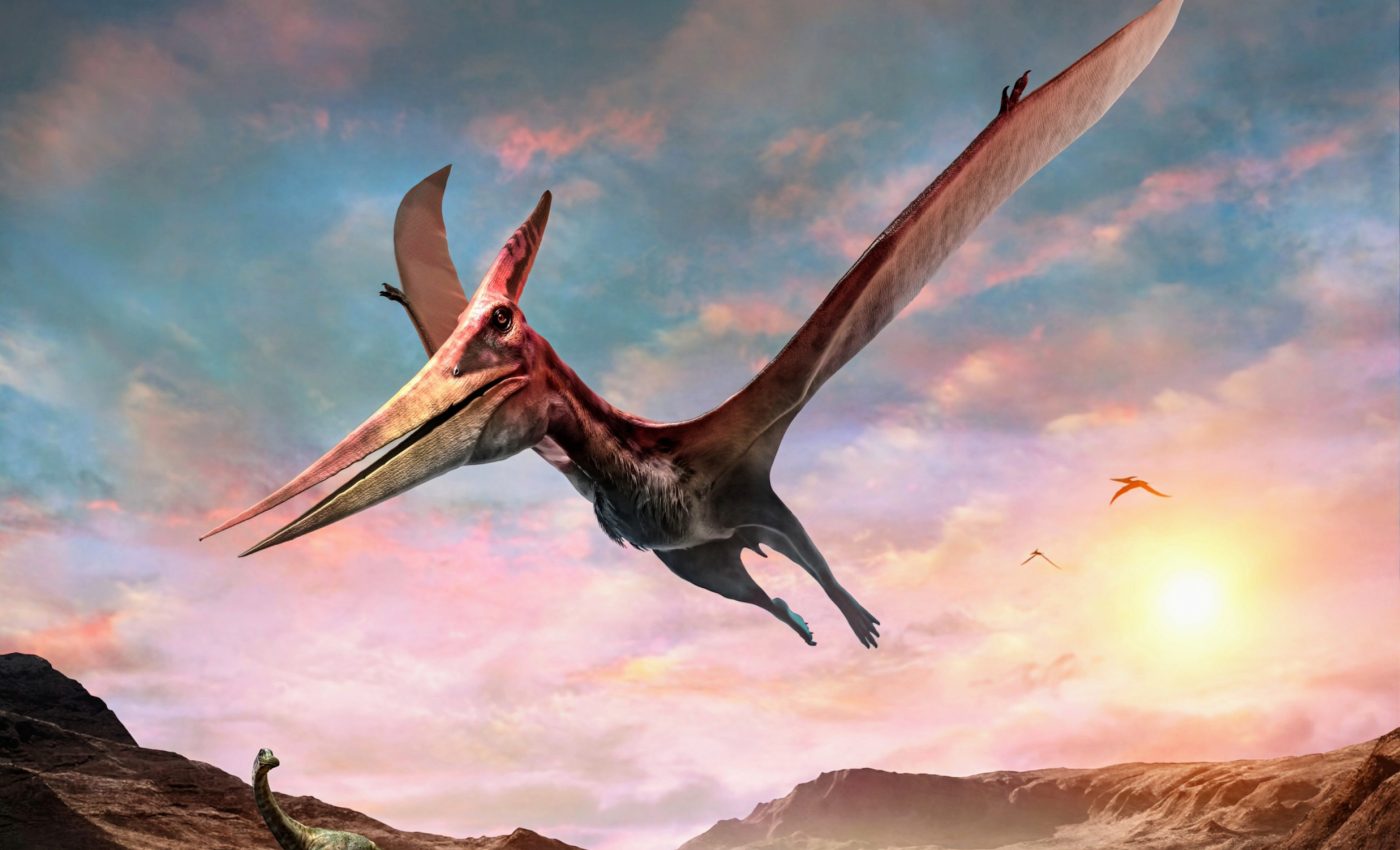 Pterosaurs mastered land before dominating the sky