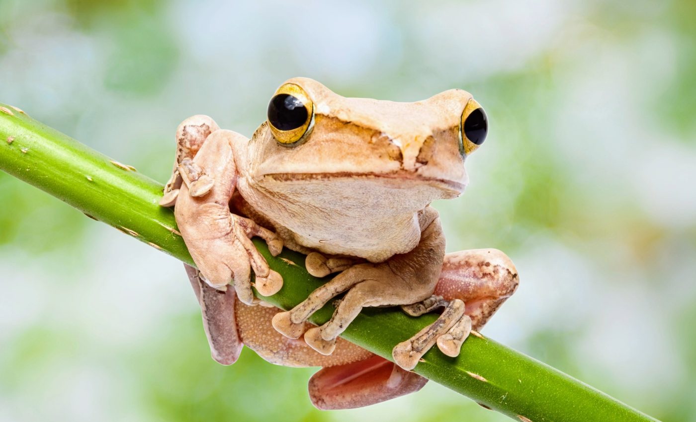 Common economic strategy could help save endangered frogs