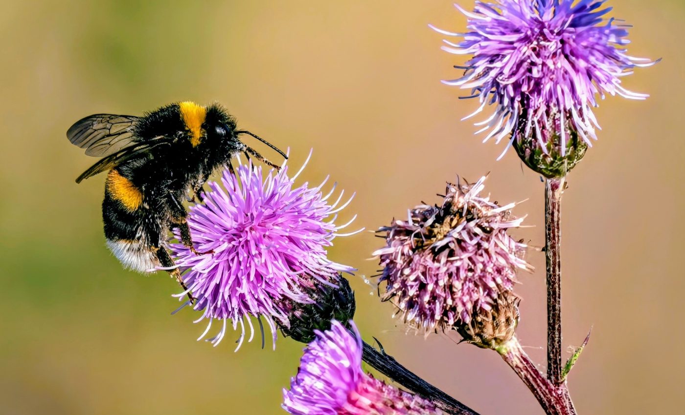 Stressed out bees get depressed and make bad decisions
